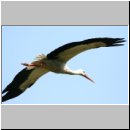 Ciconia ciconia - Weissstorch 11.jpg